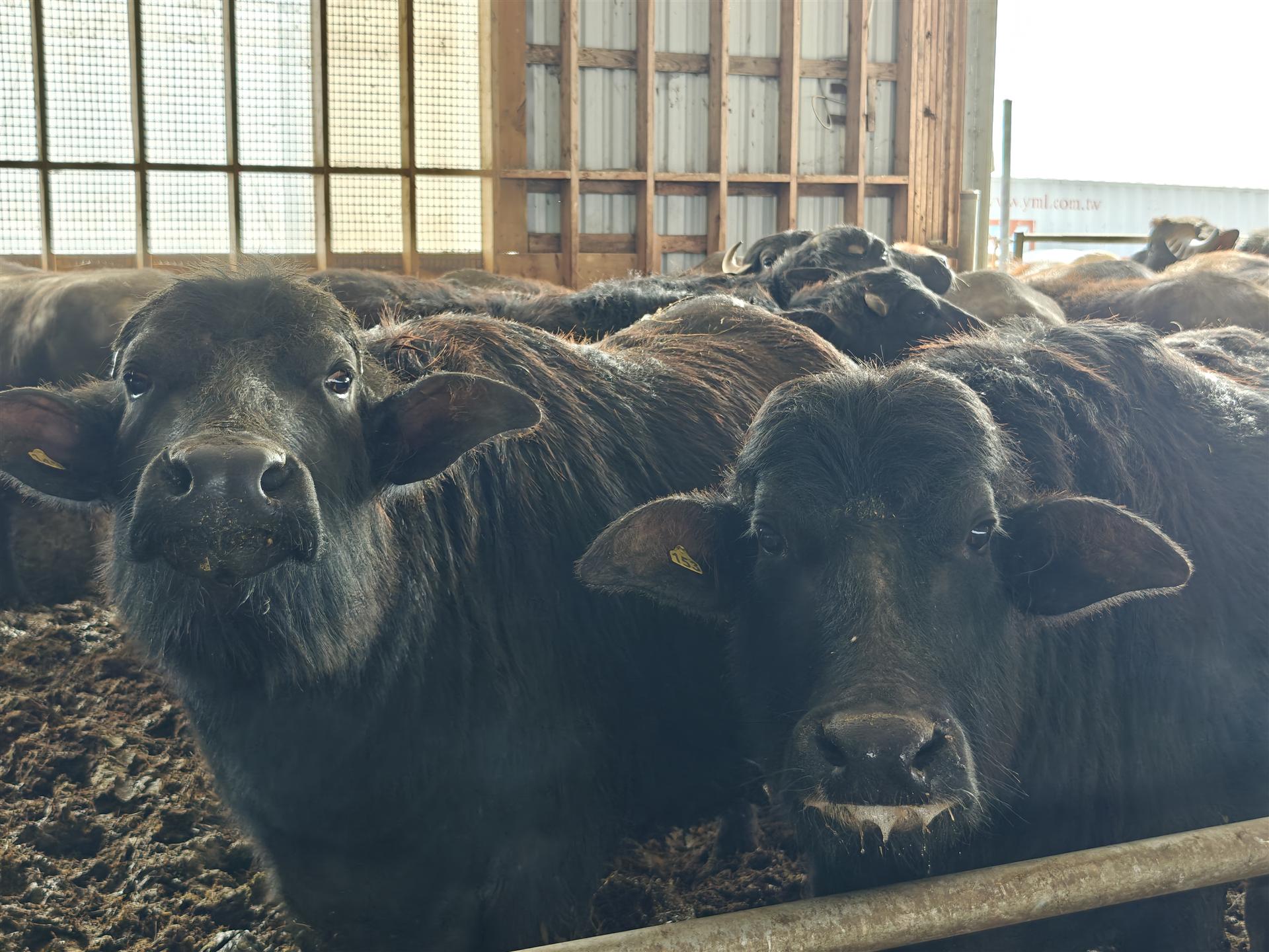 Family collecting fresh milk
