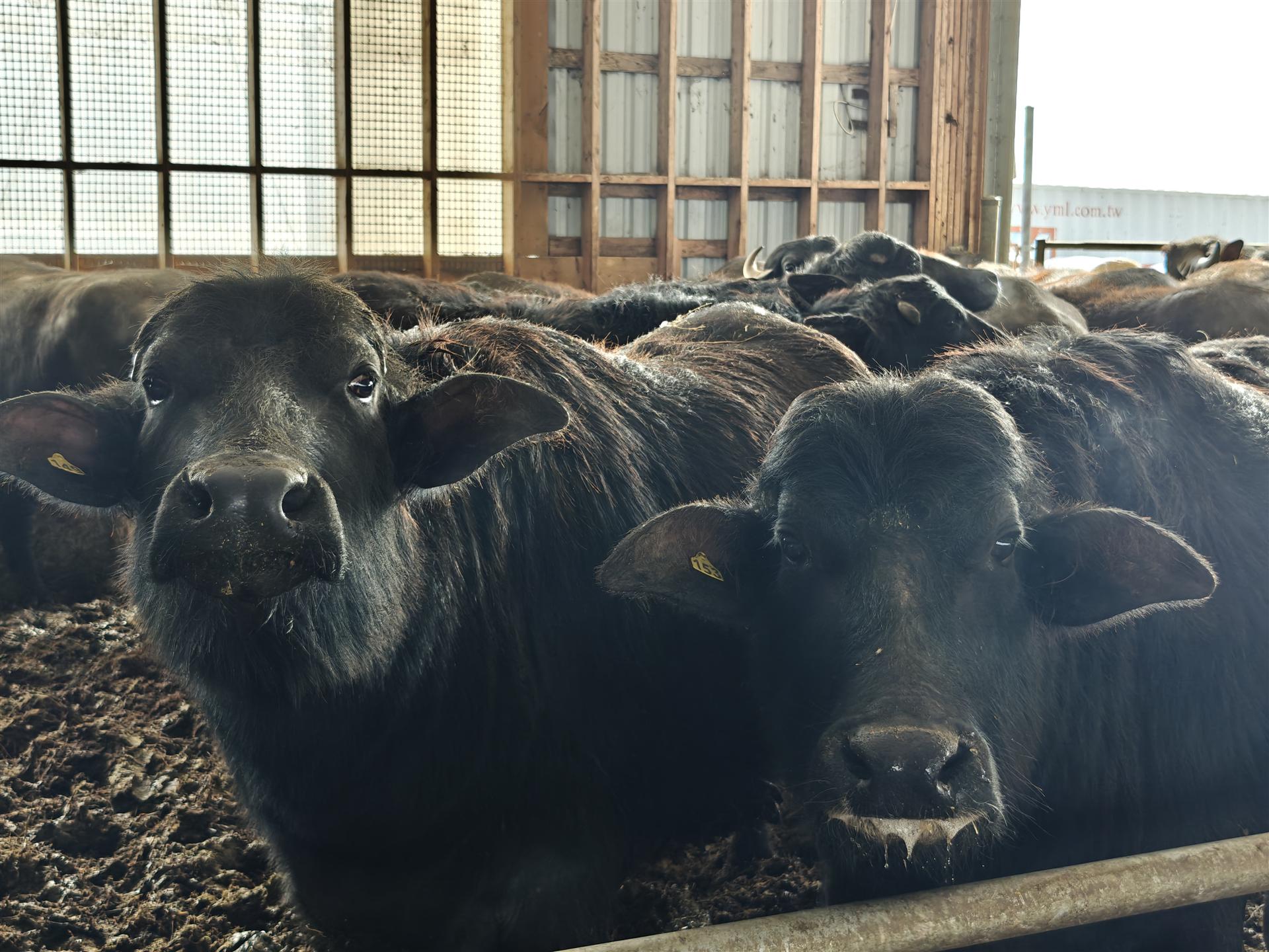 Buffalo cooling off at the pond