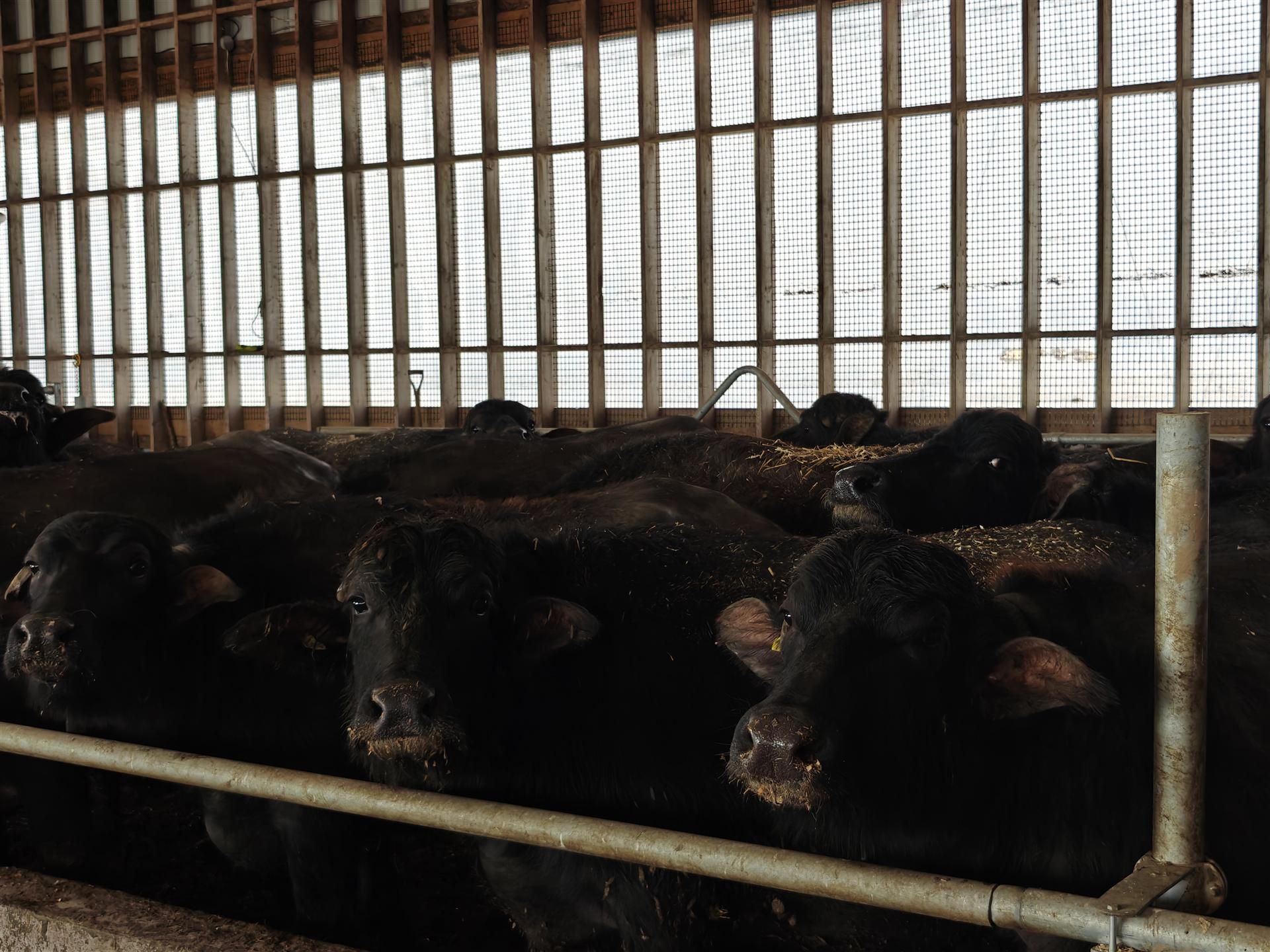 Amandeep overseeing buffalo feed