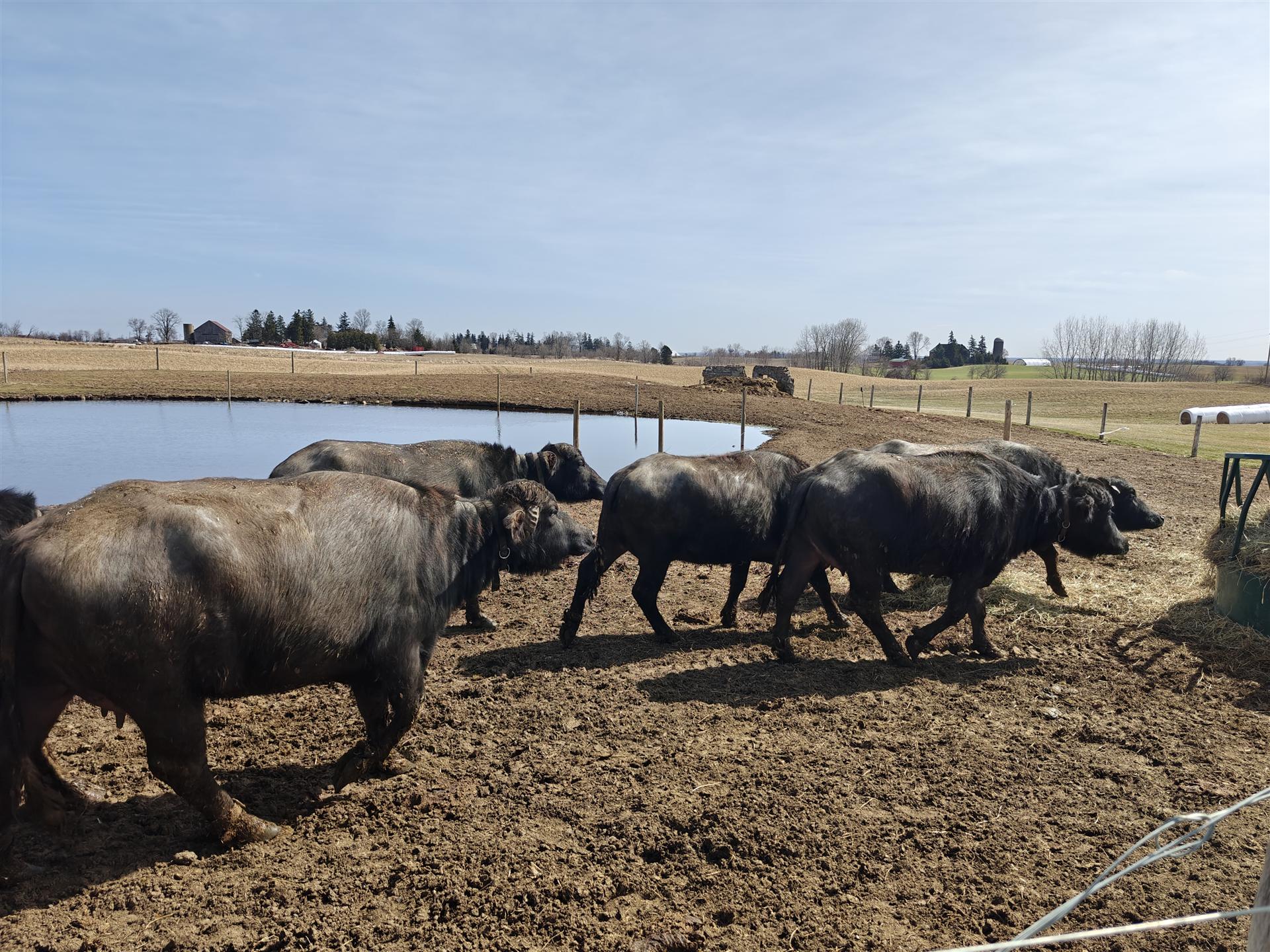 Buffalo milk being collected on the farm