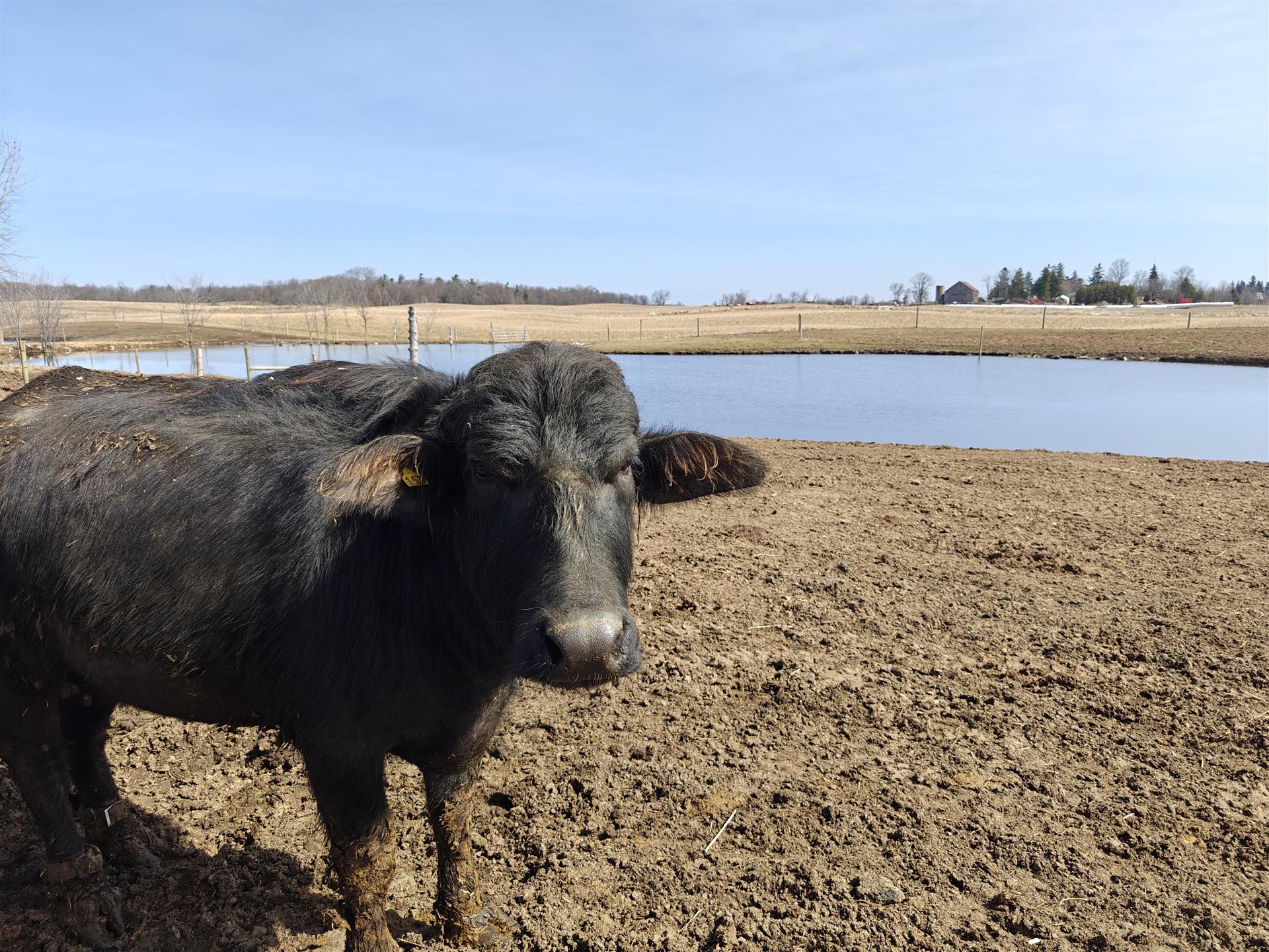 Morning milking at Aujla Farming