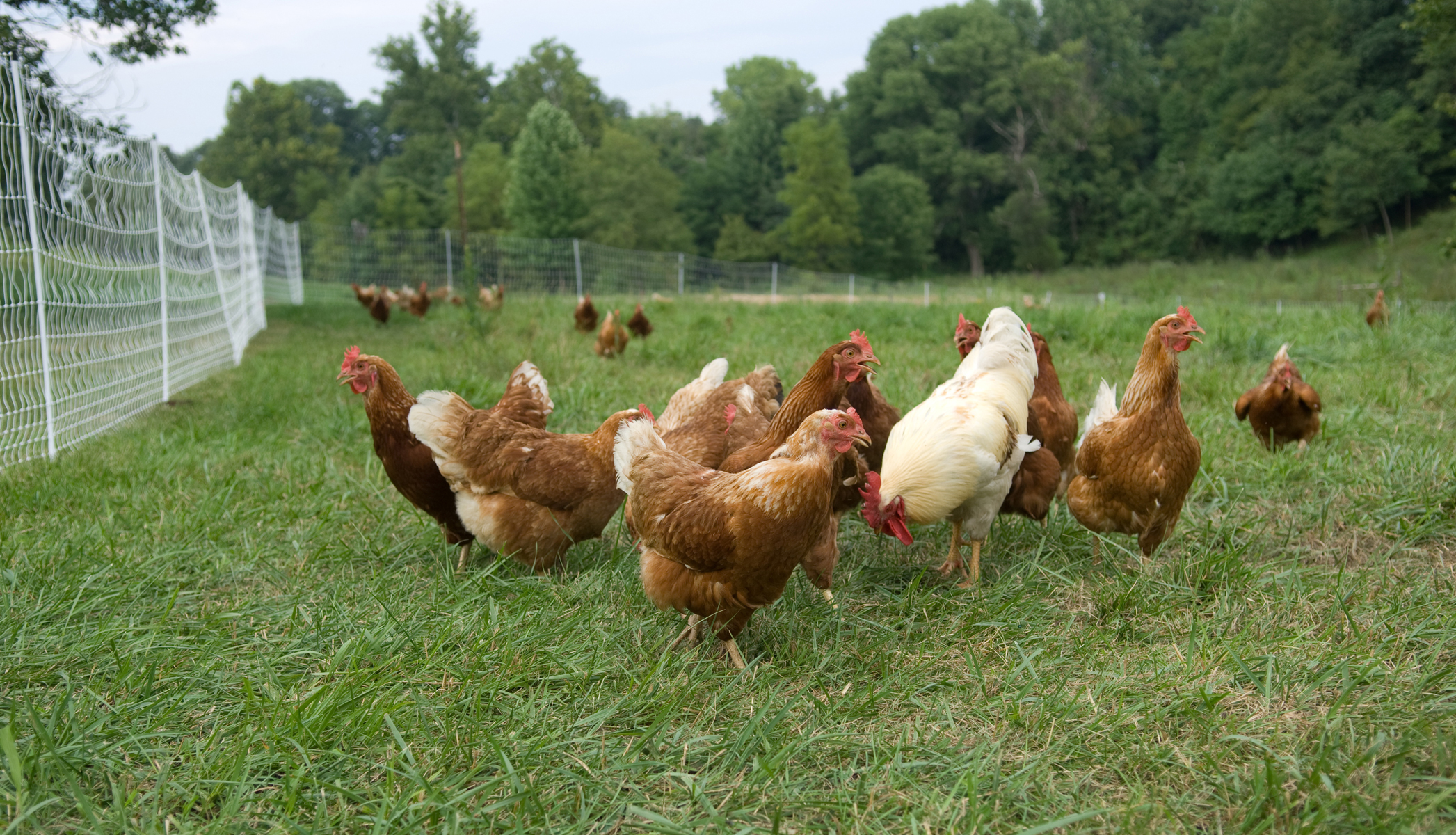 Freshly collected free-range eggs in crates